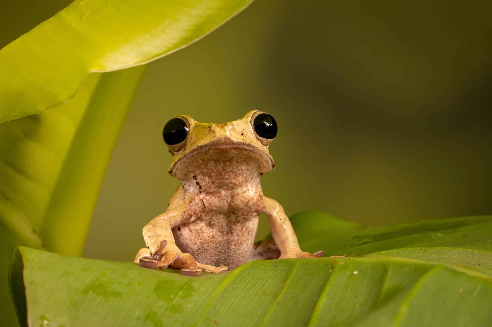 Close-up shot of a Cuban tree frog (Osteopilus septentrionalis) on a leaf on blurred background
